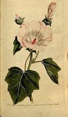 Anglų lietuvių žodynas. Žodis common rose mallow reiškia bendras rose dedešvų lietuviškai.