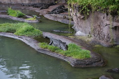 Killmanjaro Safaris: Crocodile • <a style="font-size:0.8em;" href="http://www.flickr.com/photos/28558260@N04/35173414225/" target="_blank">View on Flickr</a>