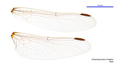 Antipodogomphus hodgkini male wings