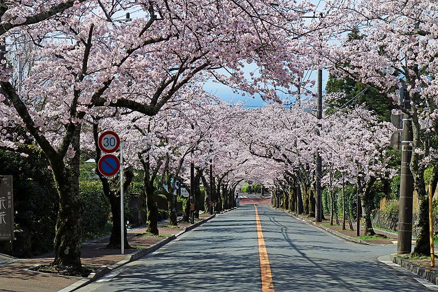 ウチの前の伊豆高原桜並木は今年もきれいで...
