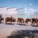 Team of oxen as used by voortrekkers, Susuto location. Pietersburg, Transvaal