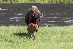 Bison calf is reunited with its mother