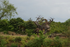 Killmanjaro Safaris: Elephant • <a style="font-size:0.8em;" href="http://www.flickr.com/photos/28558260@N04/34364018213/" target="_blank">View on Flickr</a>
