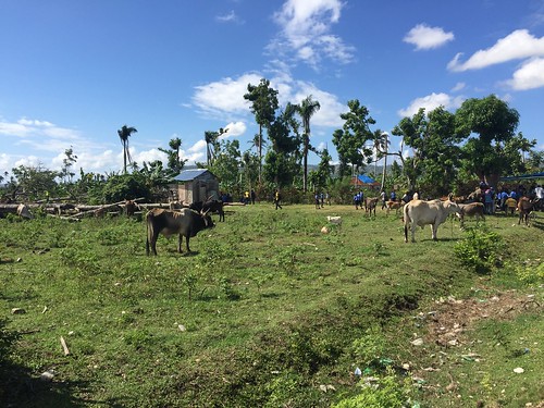 Appui aux ménages agricoles affectés par l’Ouragan Matthew dans le Sud D’Haïti