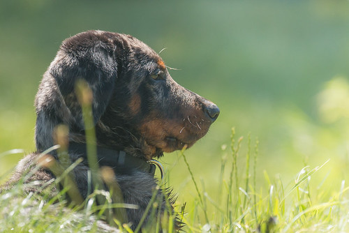 Flickriver Searching For Photos Matching Beauceron