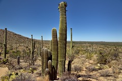 A Tightly Packed Grove of Saguaro Cactus