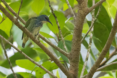 Shining Honeycreeper (female)