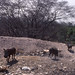 Warthogs on Yankari rubbish tip