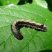 Anorthoa munda Twin-spotted Quaker moth caterpillar