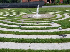 5-22-2017: Even the pigeons contemplate their lives on the labyrinth. Boston, MA