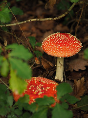 Amanita muscaria • <a style="font-size:0.8em;" href="http://www.flickr.com/photos/44919156@N00/34662872001/" target="_blank">View on Flickr</a>