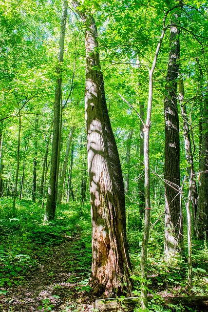 Marion's Woods Nature Preserve - June 21, 2017