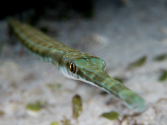 Bluespotted cornetfish (Fistularia commersonii)