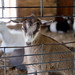 Goats, Minnesota Zoo