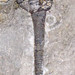 Taxocrinus sp. (fossil crinoid) (Meadville Shale, Lower Mississippian; Lodi, Ohio, USA) 1