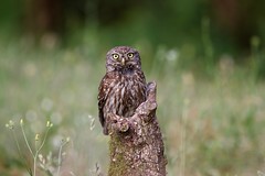 Little owl - Steinkauz