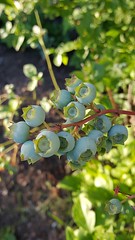 Anglų lietuvių žodynas. Žodis blueberry reiškia šilauogė lietuviškai.