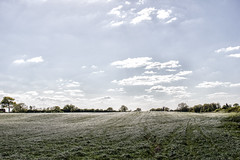 Silver Fields