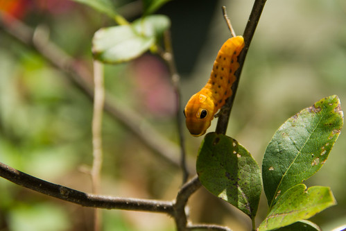 Spicebush Swallowtail caterpillar. Photo by Jeanette Navia