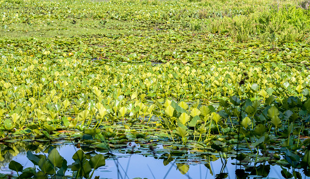 Pipewort Pond Nature Preserve - July 4, 2017