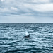The killer whale - Iceland - Travel photography