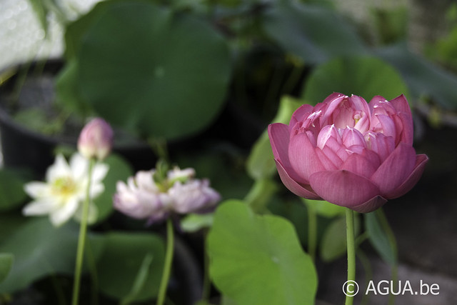 Nelumbo Crab Claws Red