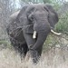 mächtiger Elefant Südafrika