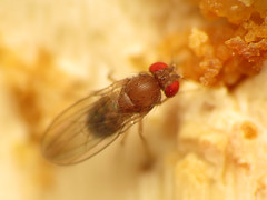 Drosophilid Fly