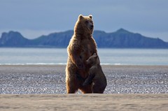 Grizzly Bear and Cub Hug on Beach in Hallo Bay Katmai NP