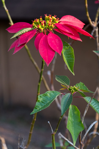 Poinsettia, From FlickrPhotos