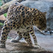 Leopard, Minnesota Zoo