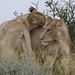 African lion, Panthera leo at Kgalagadi Transfrontier Park, Northern Cape, South Africa