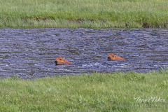 Bison calves struggle to swim across the river