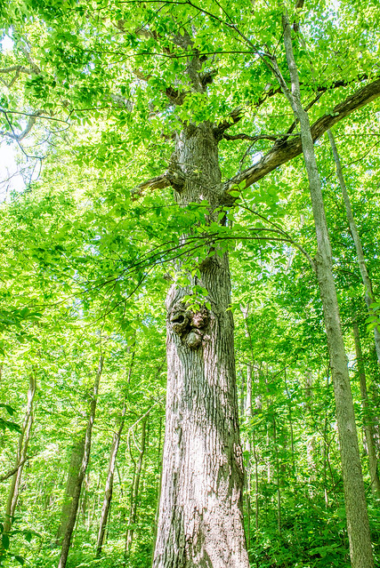 Bicentennial Woods Nature Preserve - June 7, 2017