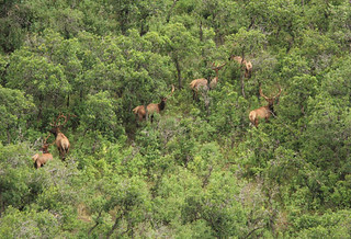 New Mexico Elk Hunt 25