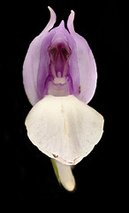 Anglų lietuvių žodynas. Žodis showy orchis reiškia efektingas orchis lietuviškai.