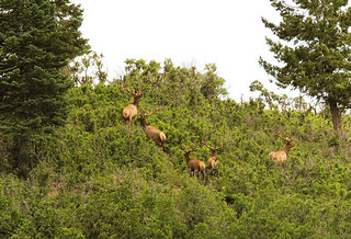 New Mexico Elk Hunt 24