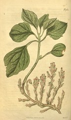 Anglų lietuvių žodynas. Žodis family buxaceae reiškia šeimos buxaceae lietuviškai.
