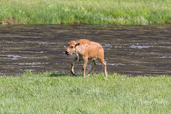 A very wet Bison calf climbs out of the river