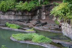 Killmanjaro Safaris: Crocodile • <a style="font-size:0.8em;" href="http://www.flickr.com/photos/28558260@N04/34786820120/" target="_blank">View on Flickr</a>