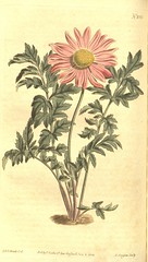 Anglų lietuvių žodynas. Žodis chrysanthemum coccineum reiškia chrizantema kokosinis lietuviškai.