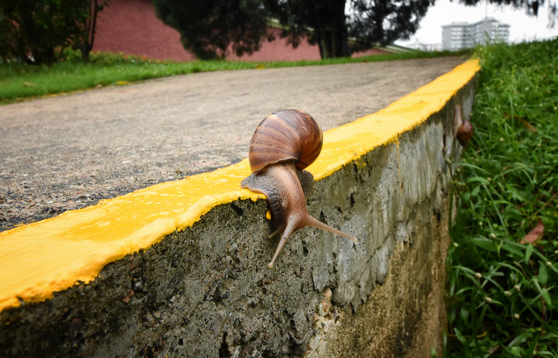 Yellow Line Snail<br/>© <a href="https://flickr.com/people/42534216@N03" target="_blank" rel="nofollow">42534216@N03</a> (<a href="https://flickr.com/photo.gne?id=34386978323" target="_blank" rel="nofollow">Flickr</a>)