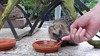 Hedgehog feeds / Igel fttern
