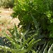 Greece (Chios Island) Artichoke plant and grape leaves