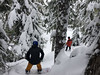 Riding the trees in Whistler