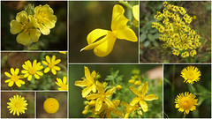 sarı çiçekler