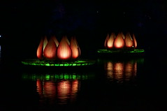 Rivers of Light Nighttime Experience • <a style="font-size:0.8em;" href="http://www.flickr.com/photos/28558260@N04/34328824744/" target="_blank">View on Flickr</a>