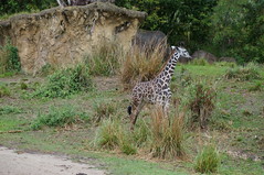 Killmanjaro Safaris: Giraffe • <a style="font-size:0.8em;" href="http://www.flickr.com/photos/28558260@N04/34364002843/" target="_blank">View on Flickr</a>