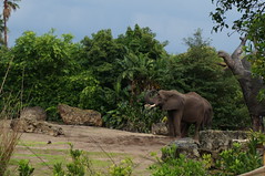 Kilimanjaro Safaris: Elephant • <a style="font-size:0.8em;" href="http://www.flickr.com/photos/28558260@N04/35008491482/" target="_blank">View on Flickr</a>
