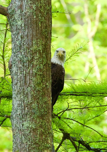 Bald Eagle. Photo by Inge Curtis